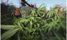 3 de cada 5 mexicanos apoya el uso medicinal de la mariguana